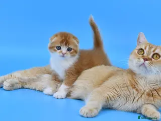 Scottish Fold cats LICENSED CATTERY PURE BREED TOP QUALITY KITTENS - Advert 18