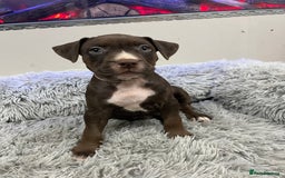 American Bull Staffy dogs for sale: Staffy Bull Puppies - Advert 2