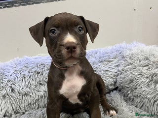 American Bull Staffy dogs - Advert 1