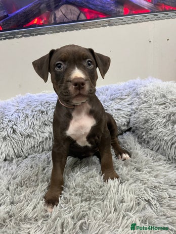 American Bull Staffy dogs - Advert 1