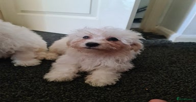 Bichon Frise dogs - Advert 2