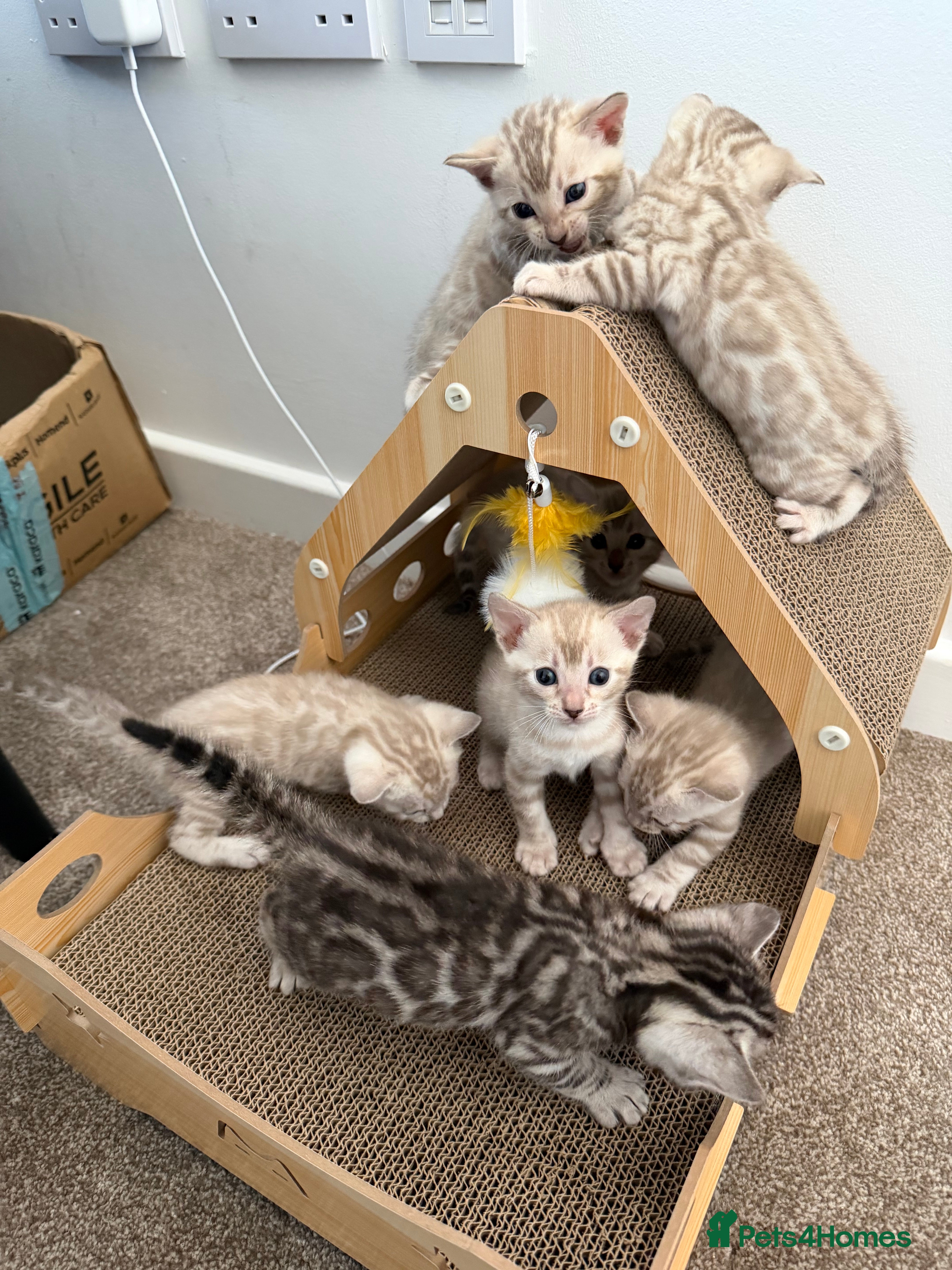 Bengal cats Milo & Mayas Pure Bengal Babies  - Advert 7