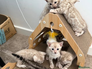 Bengal cats Milo & Mayas Pure Bengal Babies - Advert 7