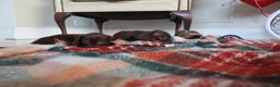 Dachshund dogs for sale: Dachshund puppy’s  - Advert 10