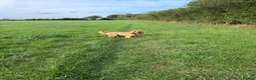 Cocker Spaniel dogs for stud: KC registered golden show cocker spaniel stud  - Advert 2