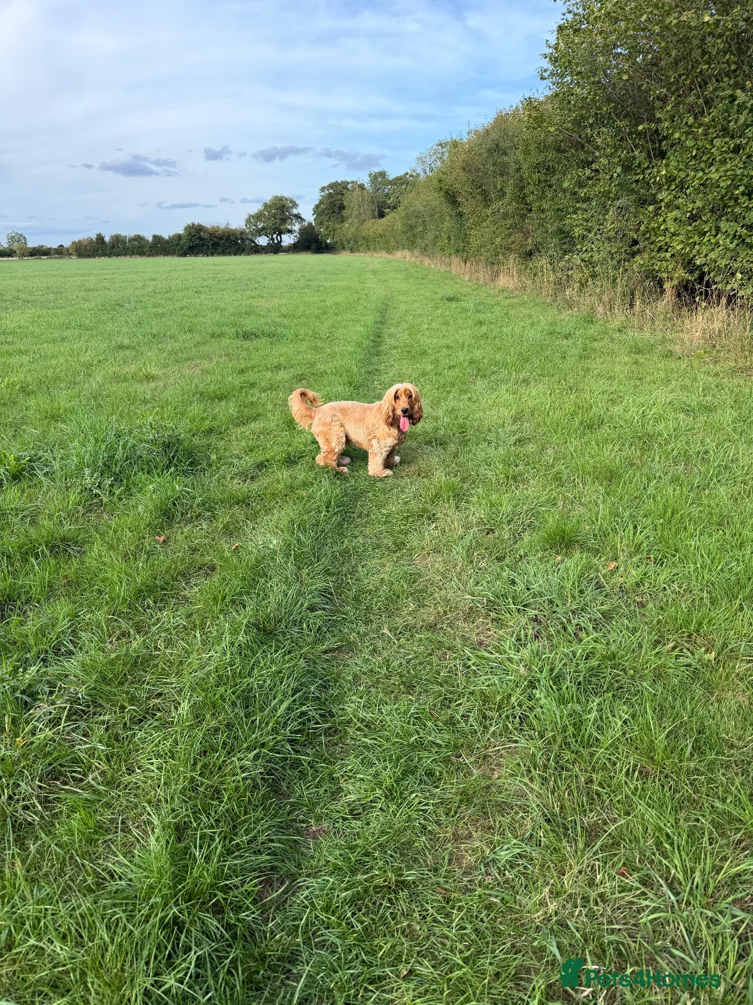 Cocker Spaniel dogs for stud: KC registered golden show cocker spaniel stud  - Advert 2