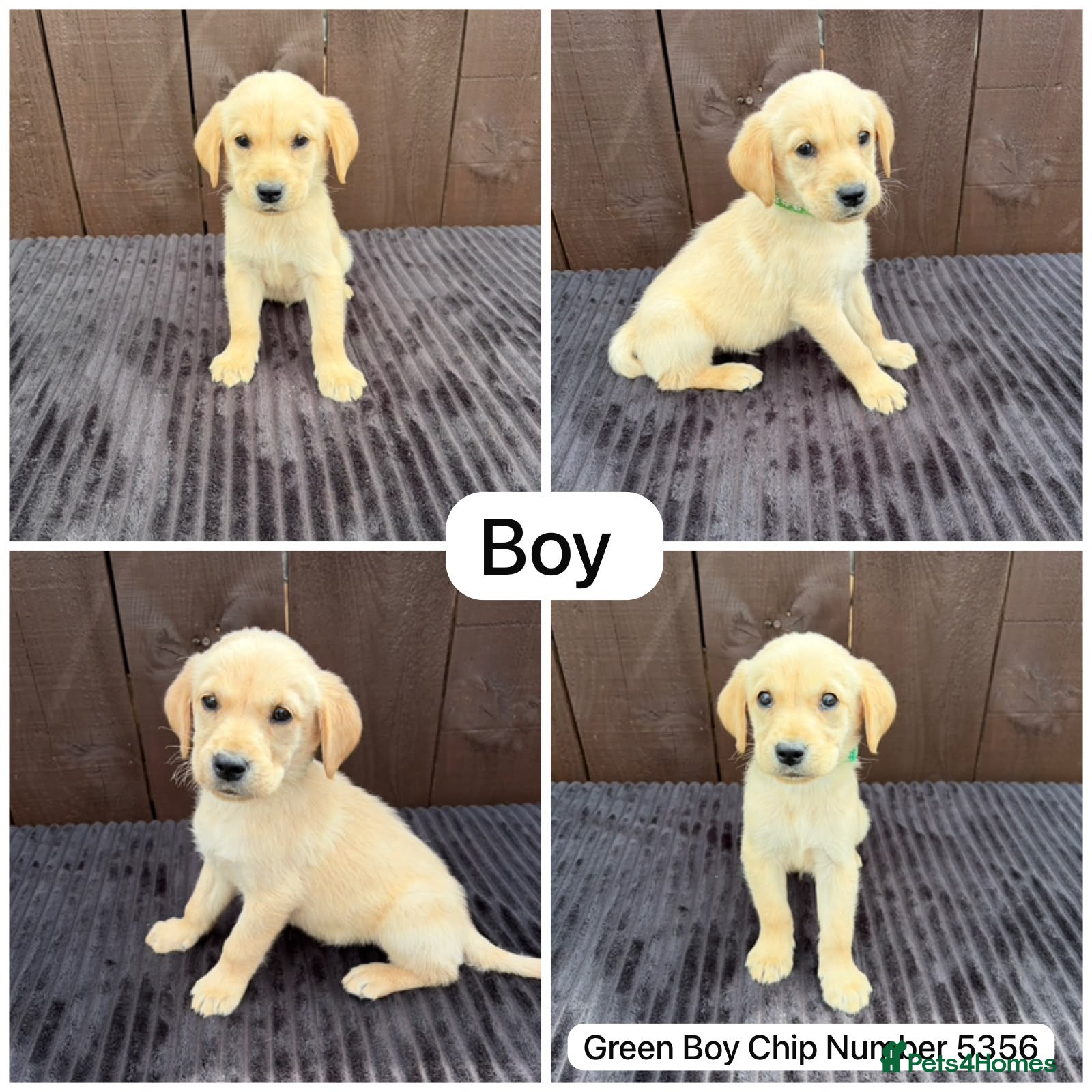 Goldador dogs Goldador puppies 9 available  - Advert 2