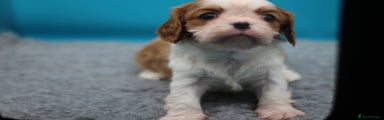 Cavalier King Charles Spaniel Puppy 4