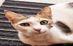 Mixed Breed cats for adoption: WE NEED AN EXPERIENCED THAT WANTS A REAL RESCUE - Image 6