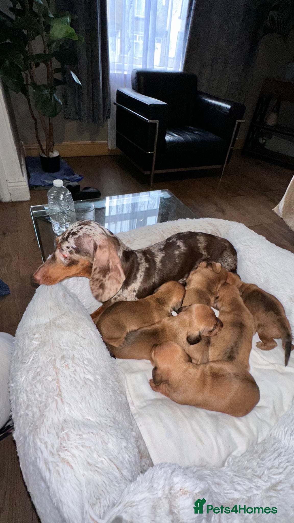 Miniature Dachshund dogs Beautiful dachshund puppies - Advert 8