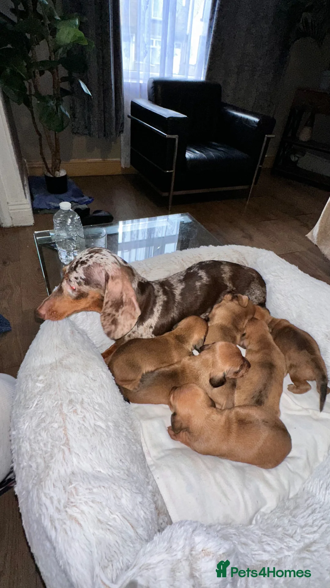 Miniature Dachshund dogs for sale: Beautiful dachshund puppies in Bradford - Advert 1
