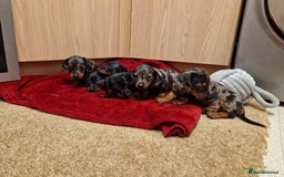Miniature Dachshund dogs for sale: Black grey dapple, Black Tan miniature dachshund - Image 15