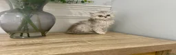 Persian cats for sale: Doll Faced Persian kittens  - Advert 11