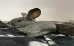 French Lop rabbits for sale: Blue French lopXDutch baby rabbits ready to go now - Image 5