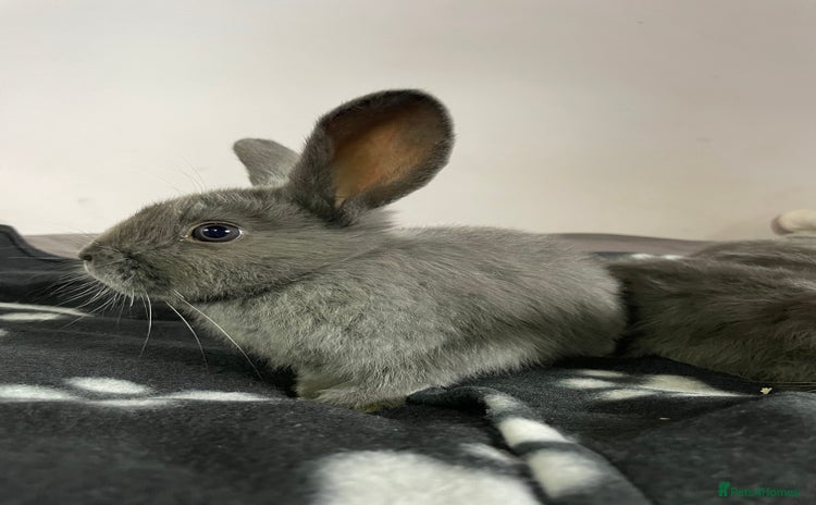 French Lop rabbits - Advert 2