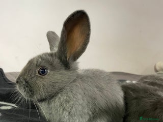 French Lop rabbits - Advert 2