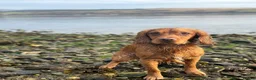 Cockapoo dogs for sale: F1 Cockapoo puppies  - Advert 4