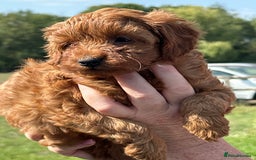 Cockapoo dogs for sale: Stunning litter of Red FIB cockapoo Girls  - Image 9
