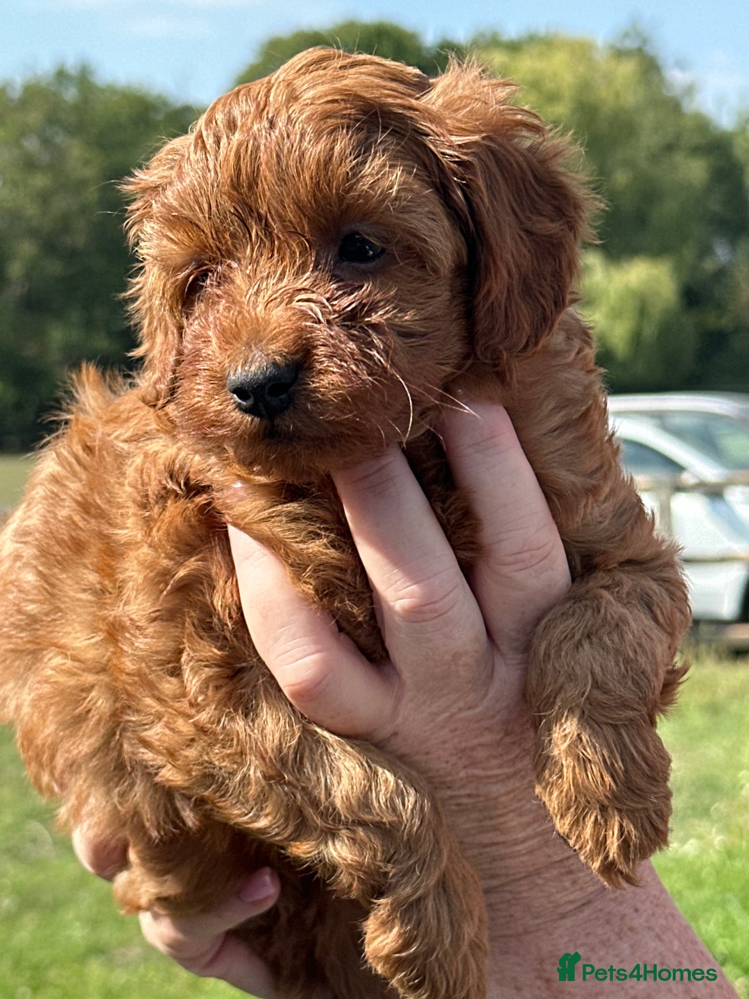 Cockapoo dogs for sale: Stunning litter of Red FIB cockapoo Girls  - Image 9