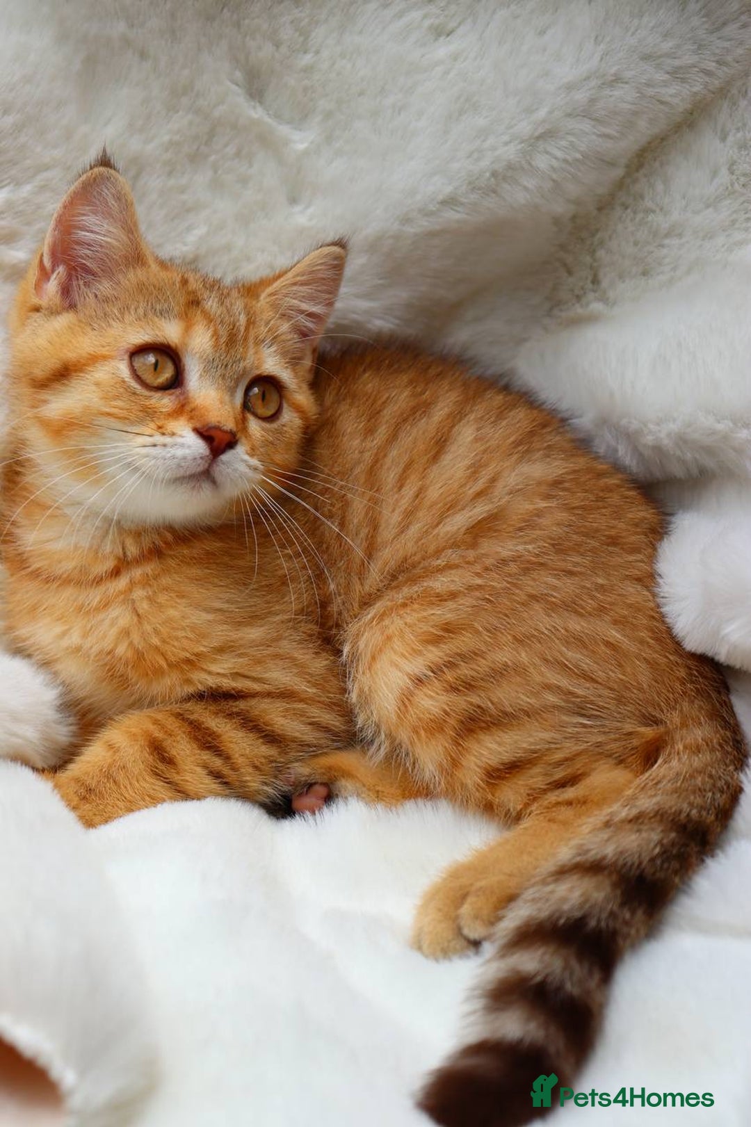 Scottish Fold cats for sale: Ready TICA reg stunning kittens available  - Image 22