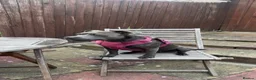 Staffordshire Bull Terrier dogs for sale: Staffordshire Blue Terrier needs rehoming in London - Advert 1