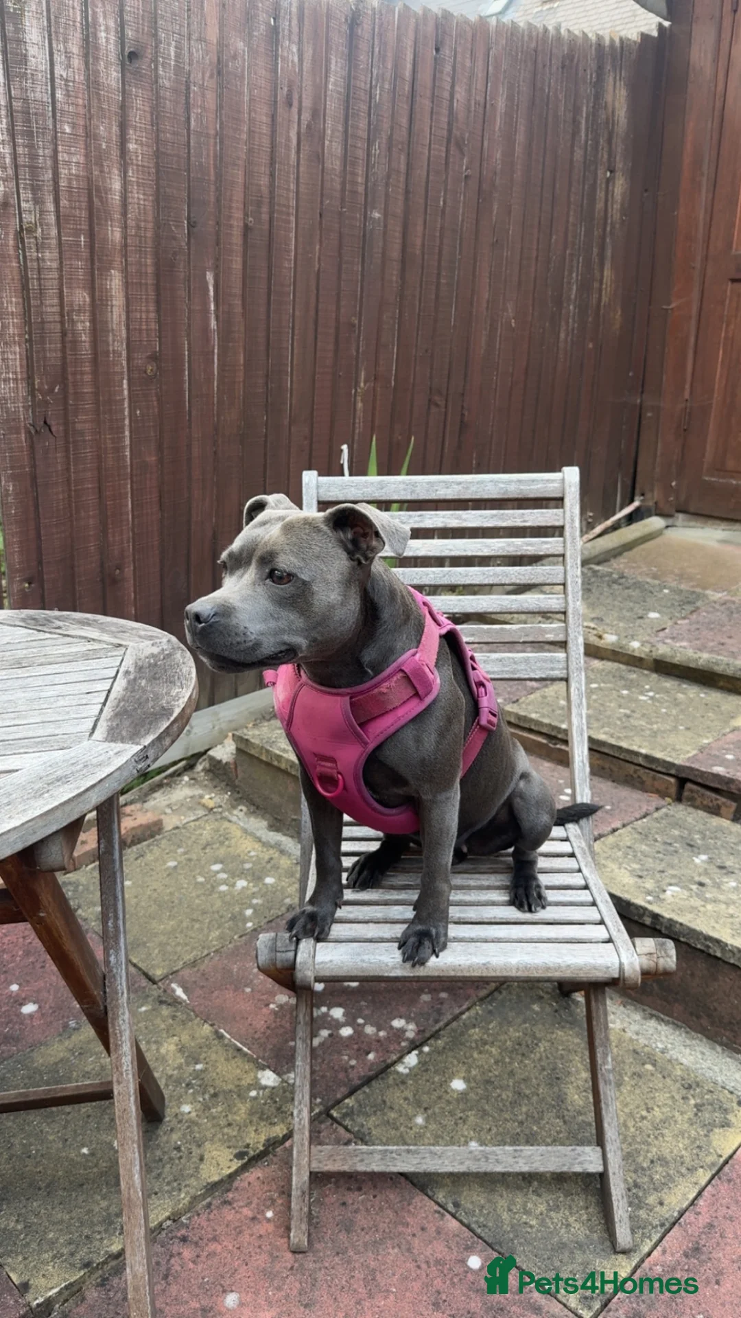 Staffordshire Bull Terrier dogs for sale: Staffordshire Blue Terrier needs rehoming in London - Advert 1