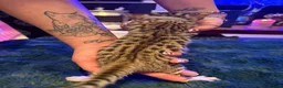 Bengal cats for sale: Snow Mink/Lynx & Brown Rosette/Marble Bengals in Worthing - Advert 11