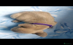 French Bulldog dogs for sale: French bulldog puppies  - Image 7
