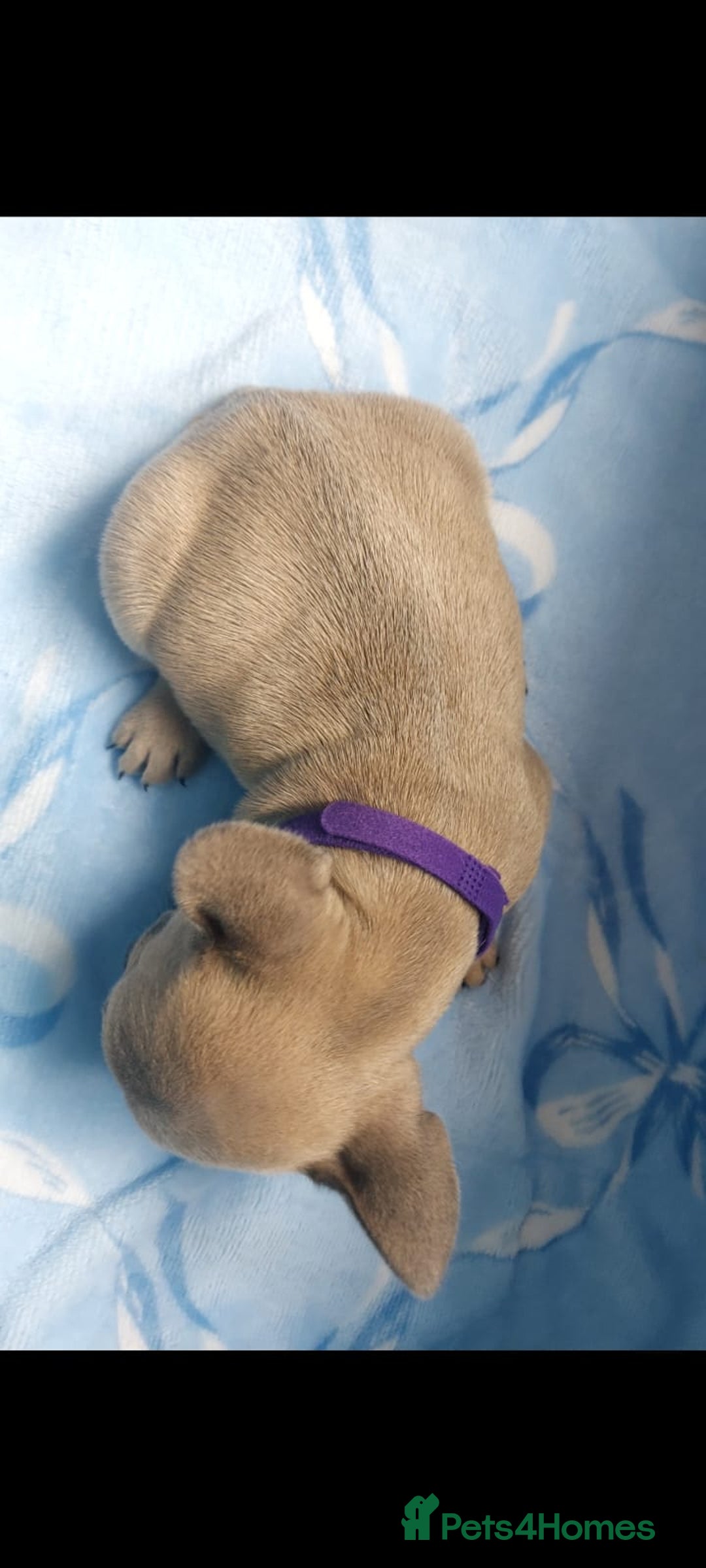 French Bulldog dogs for sale: French bulldog puppies  - Image 7