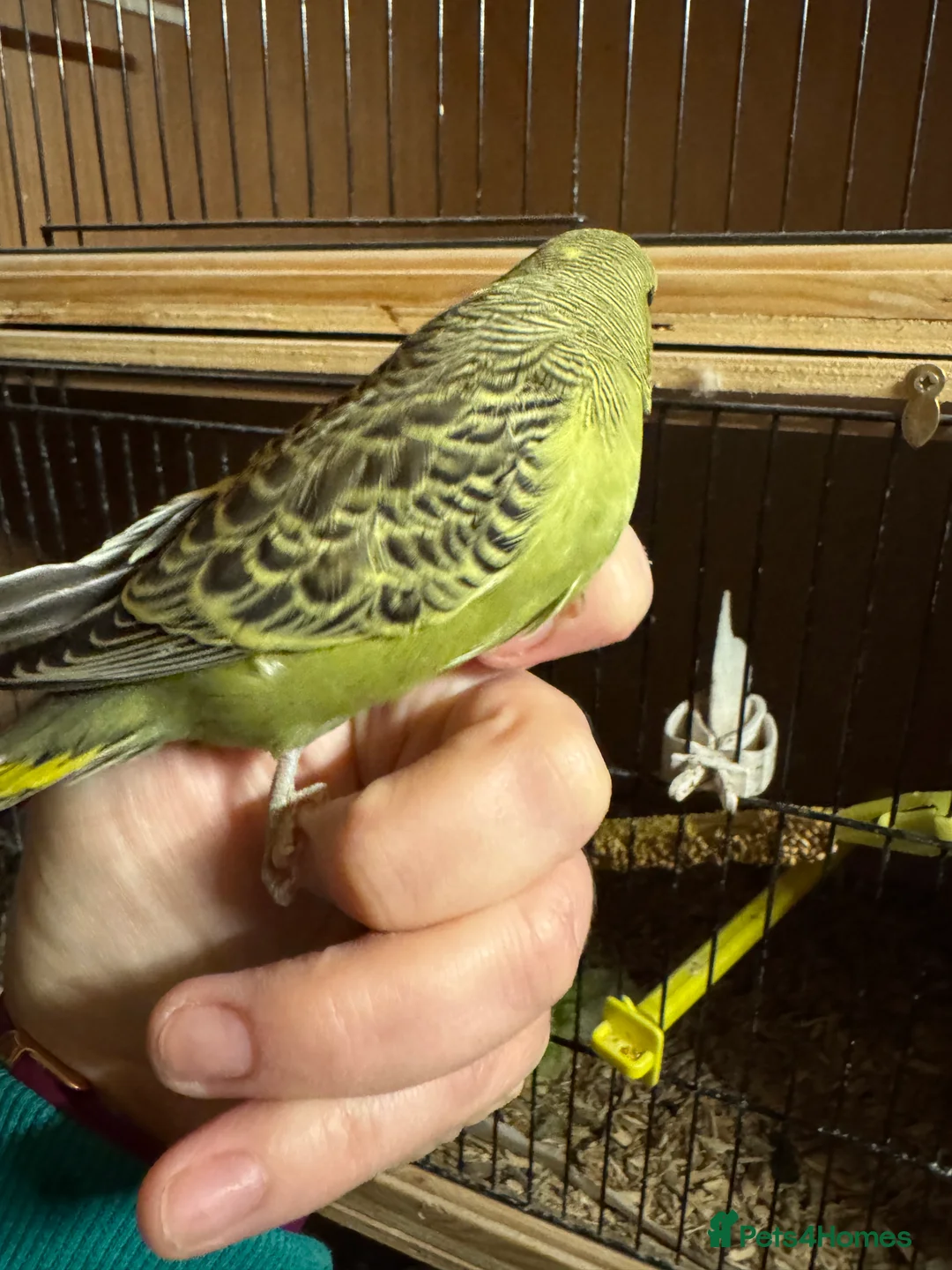 Budgerigars birds for sale: Hand tame baby budgies  - Advert 5