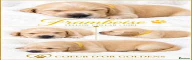 Golden Retriever yellow collar 
