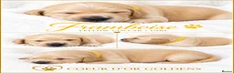 Golden Retriever dogs for sale: KC Golden Retriever from Health Tested Parents - Advert 13