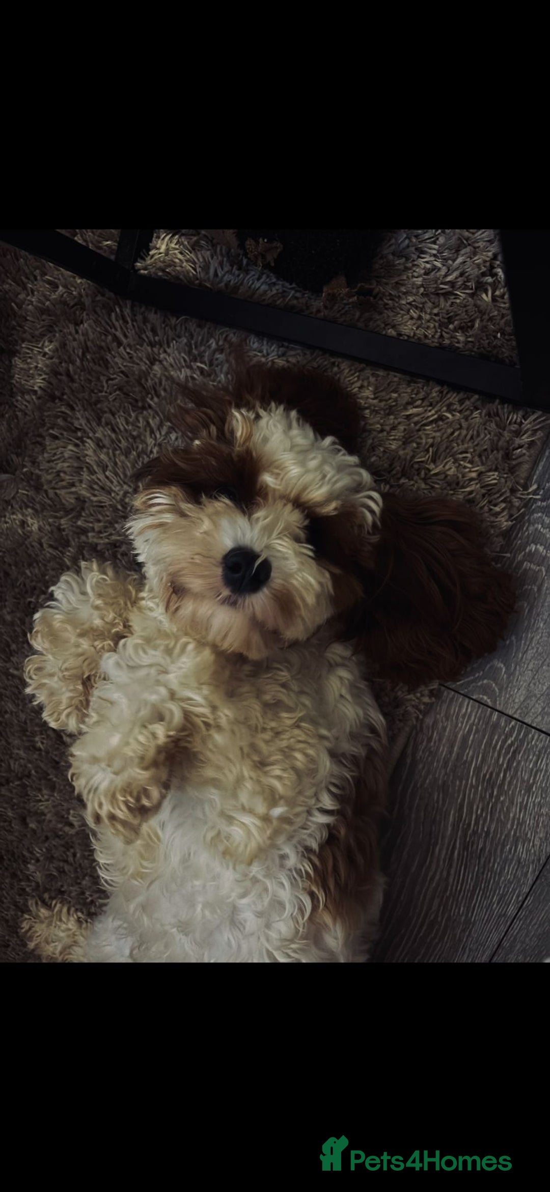 Cavapoo dogs for sale: Nellie - 1 Year 1 month  - Advert 4