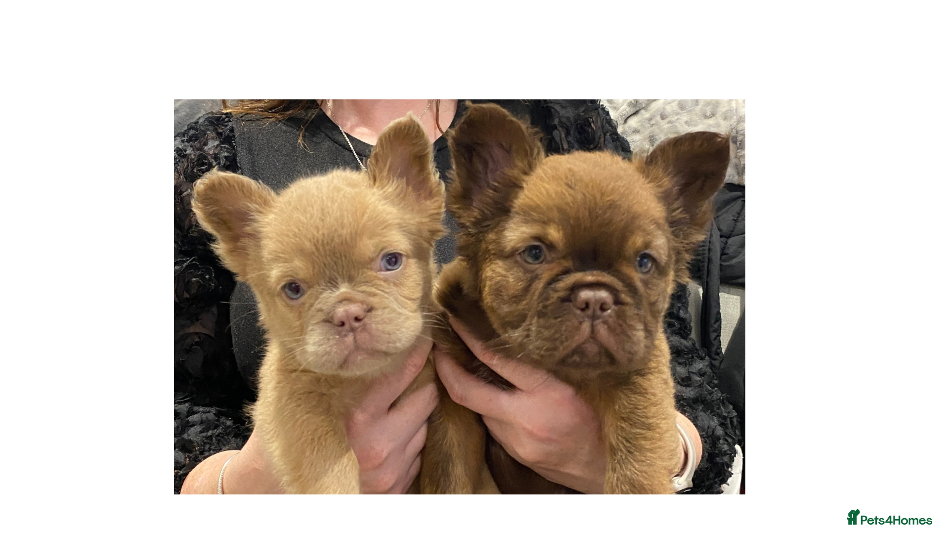 French Bulldog dogs READY TO LEAVE 2 GIRLS LEFT FLUFFY FRENCH BULLDOGS - Advert 3