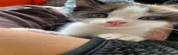 Mixed Breed cats for sale: Ready to meet your new best friend?  - Advert 1
