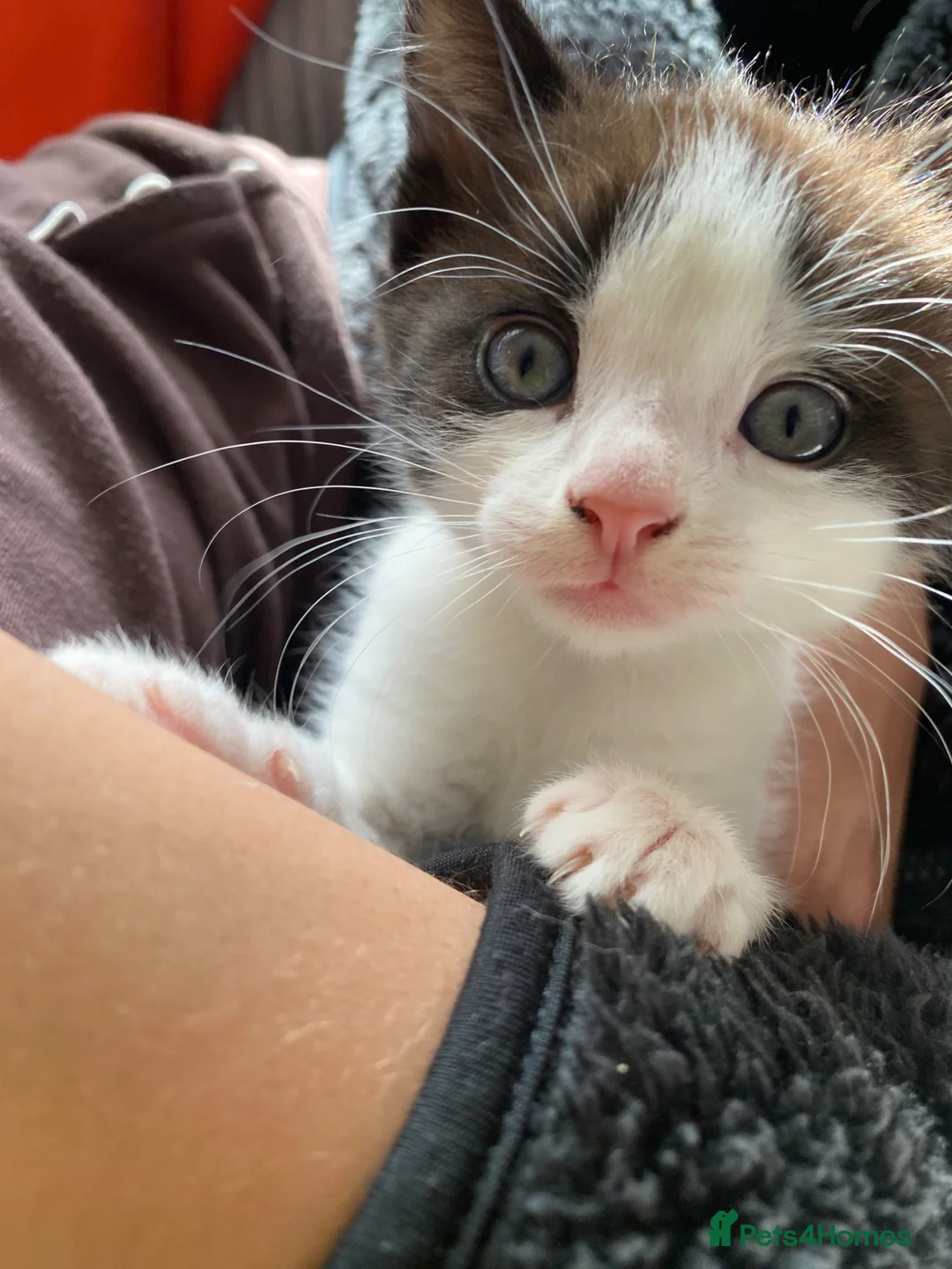 Mixed Breed cats for sale: Ready to meet your new best friend?  - Advert 1