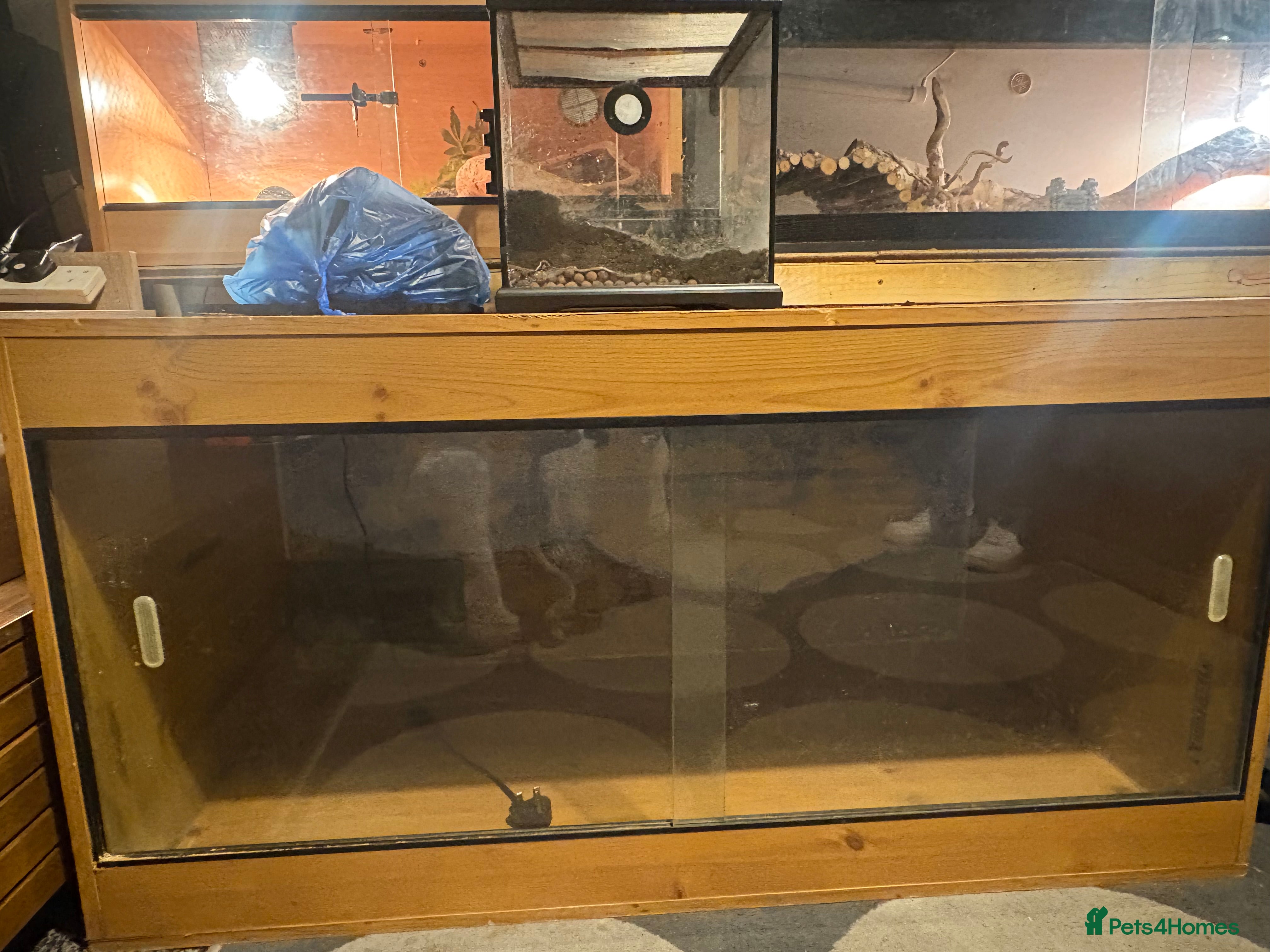 Bearded Dragon reptiles 4ft vivarium for sale  - Advert 1