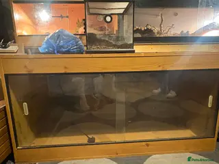 Bearded Dragon reptiles 4ft vivarium for sale - Advert 1