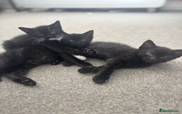 British Shorthair cats for sale: Beautiful black kittens - Image 1