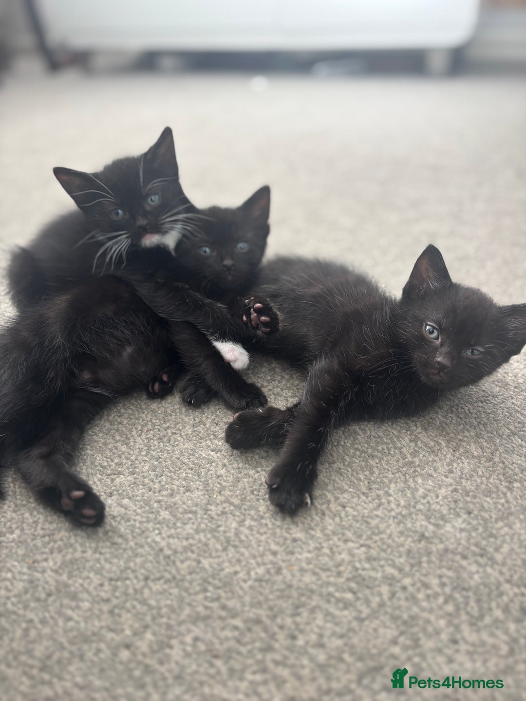 British Shorthair cats for sale: Beautiful black kittens - Image 1