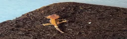 Gecko reptiles for sale: Baby crested gecko - Advert 5
