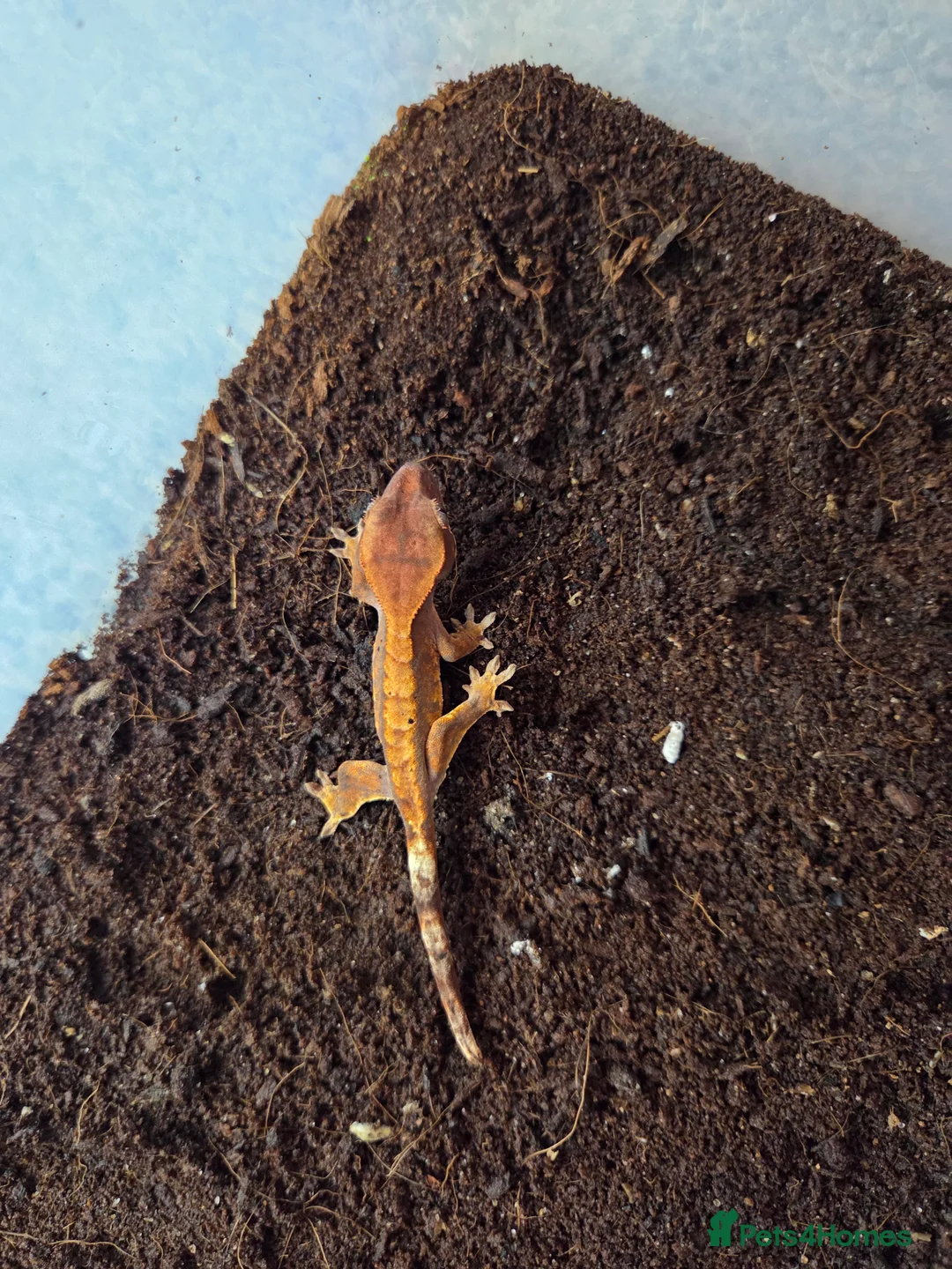 Gecko reptiles for sale: Baby crested gecko - Advert 5