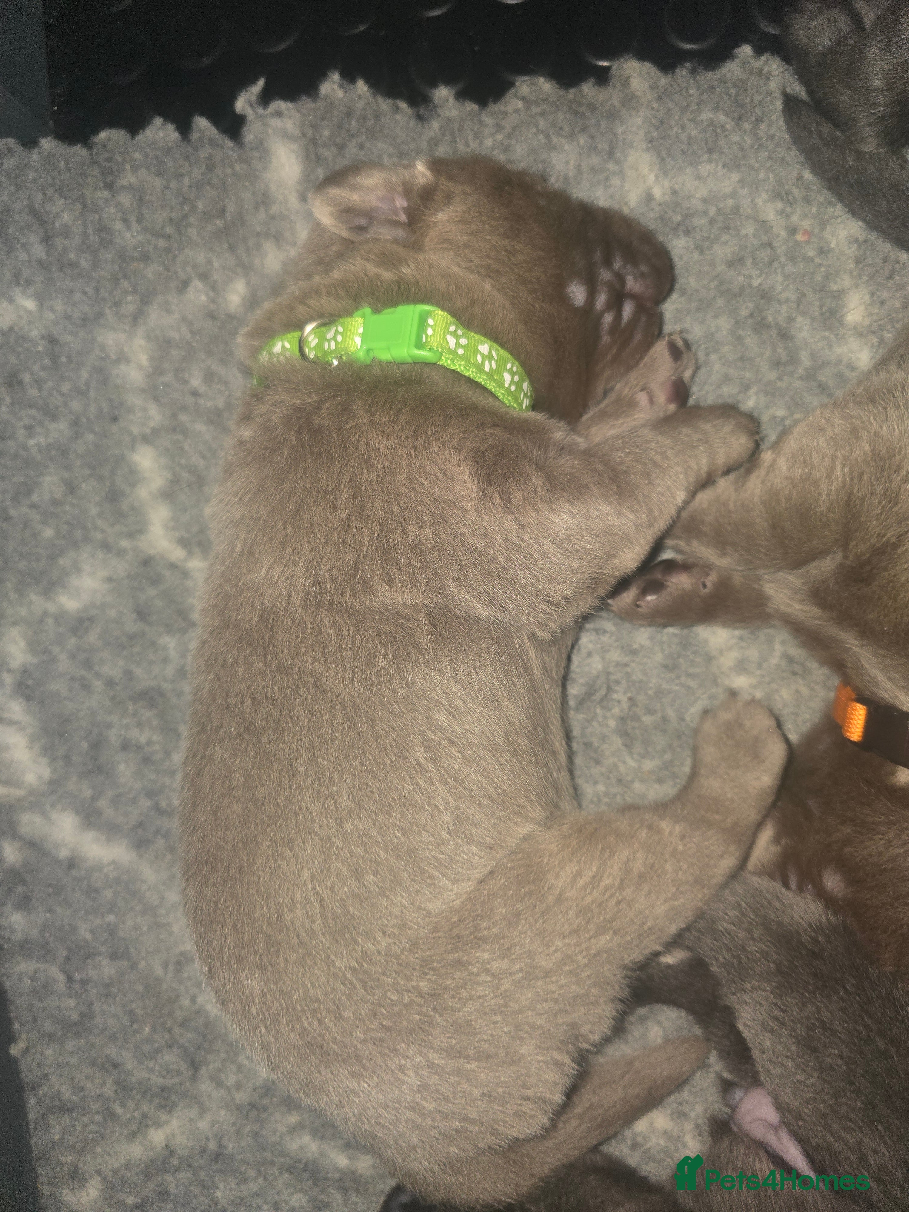 Labrador Retriever dogs 🐾 KC REG SILVER & CHARCOAL LABR RETRIEVER   - Advert 2