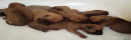 Rhodesian Ridgeback dogs for sale: Pedigree Rhodesian Ridgeback puppies.  in York - Advert 6