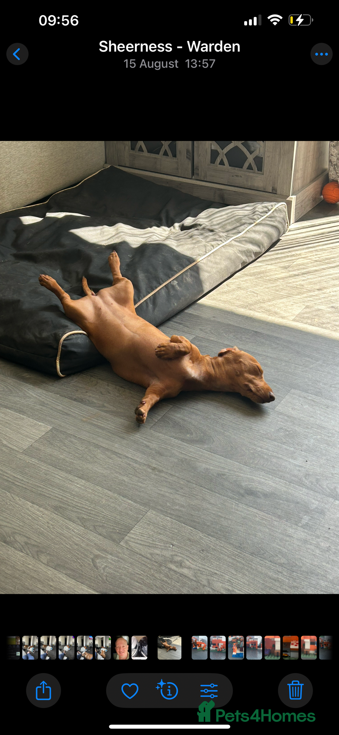Miniature Dachshund dogs for sale: 8 month old miniature dachshund  - Image 4