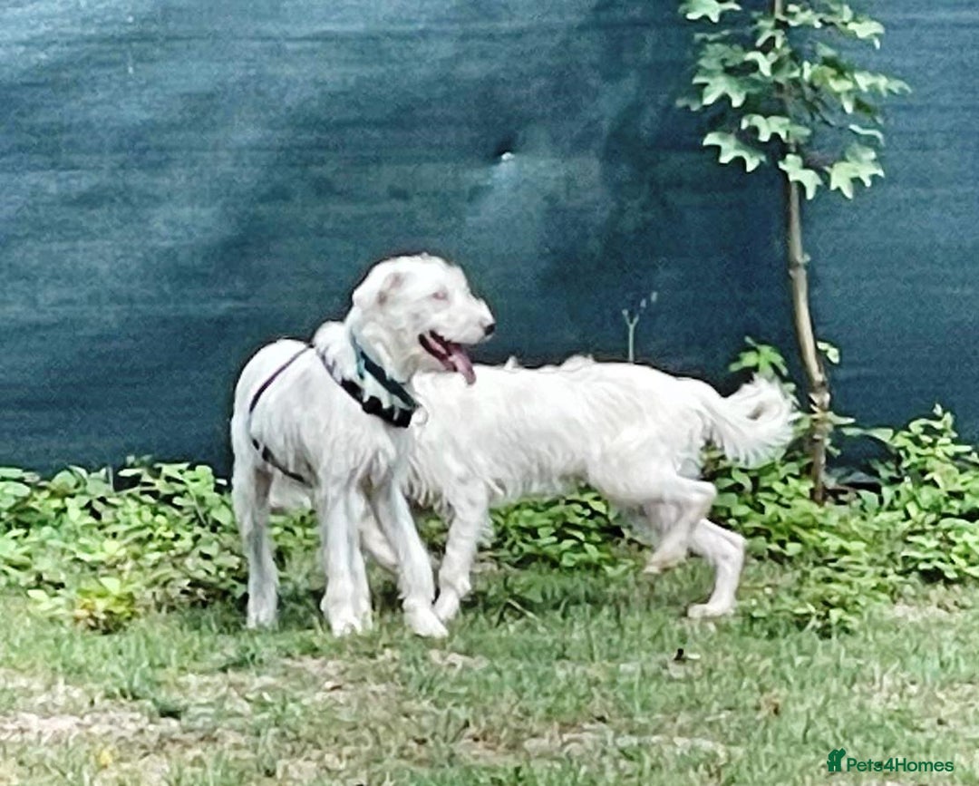 Mixed Breed dogs for adoption: BENJI - a handsome & gentle Boy  for a Loving Home - Image 27