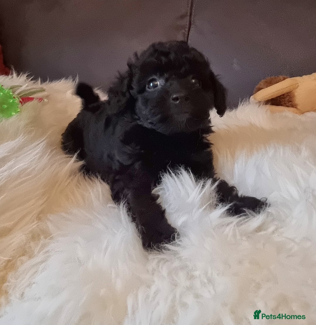 Cockapoo dogs for sale: Best Friend Sofa Companions 🥰 Fully vaccinated  - Image 34