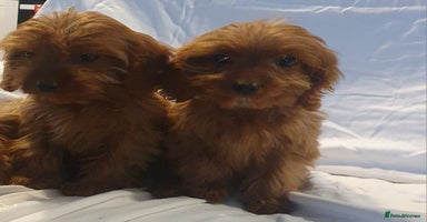 Cavapoo dogs Cavapoo - Advert 1