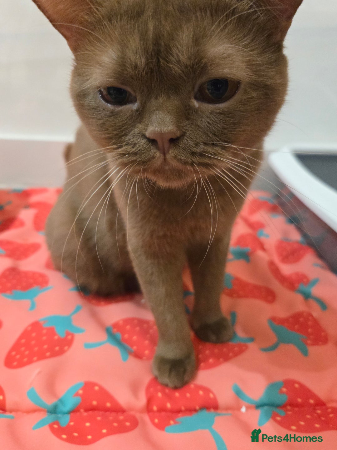 British Shorthair cats for sale: RARE Fawn British Shorthair Kitten £1000 - Advert 17