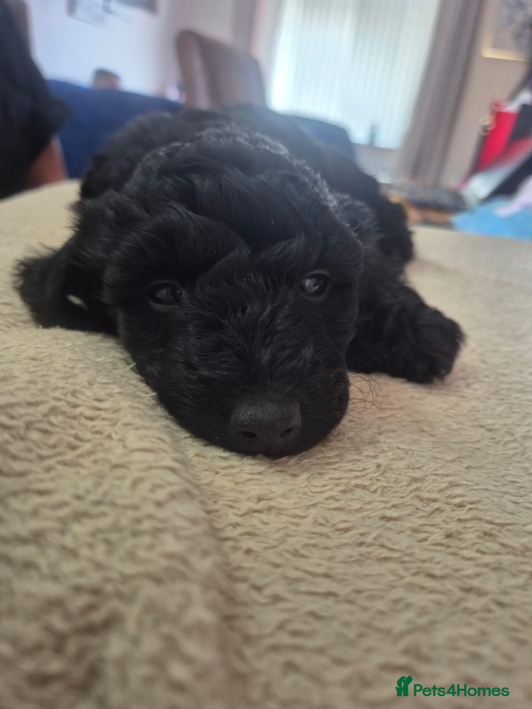Sproodle dogs for sale: Beautiful Sproodles 1 black girl&1 chocolate boy - Image 9